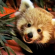 Illustration for article titled Firefox Debuts Baby Firefox Webcam